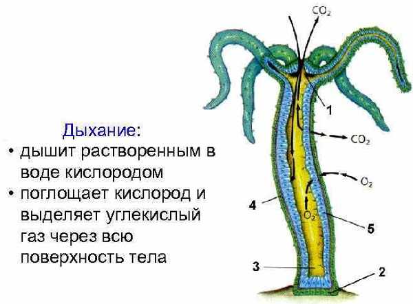 Кракен шоп это