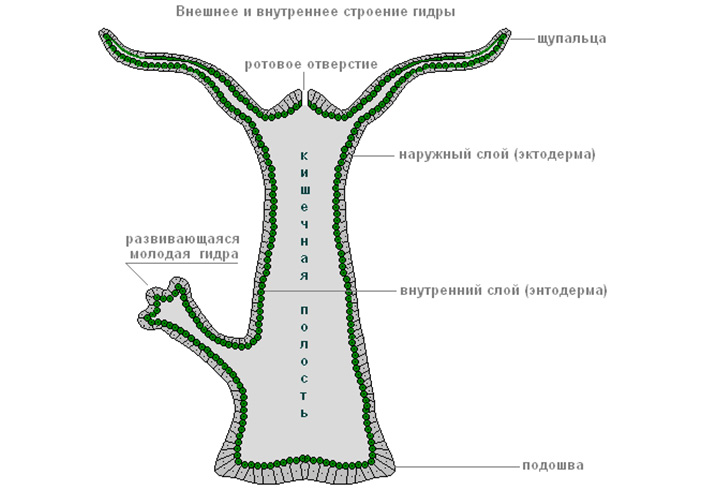 Кракен нет