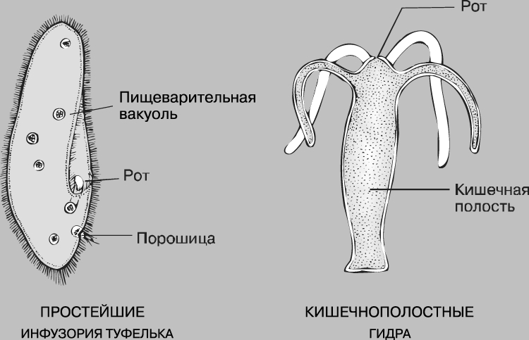 Как купить наркотик в кракен